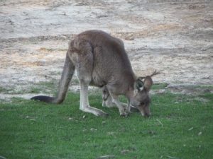 baby Kangaroo and it's mother