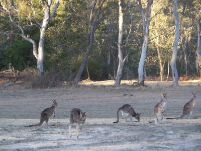 wallabies, kangaroos and wombats visit Portland Gate